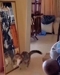 cute cat 😼😼 #cuteanimals #cat #pets