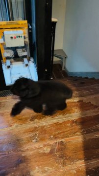 Mi esposa regresa tras 36 horas y nuestra perra demuestra que el amor no tiene límites