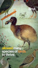 Why the dodo went extinct
