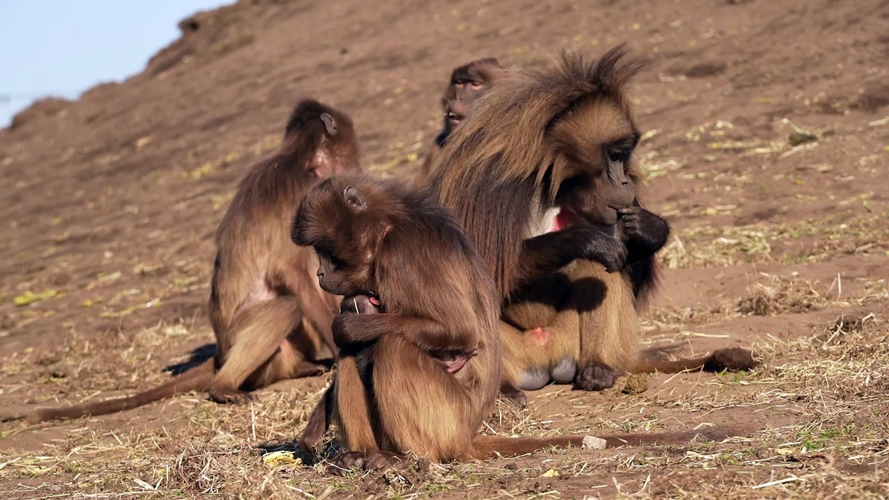 Doncaster's award-winning Yorkshire Wildlife Park is celebrating the birth of adorable Gelada Monkey