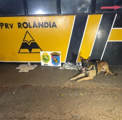 Cão Maximus, da PRE, encontra haxixe escondido em corpo de passageira