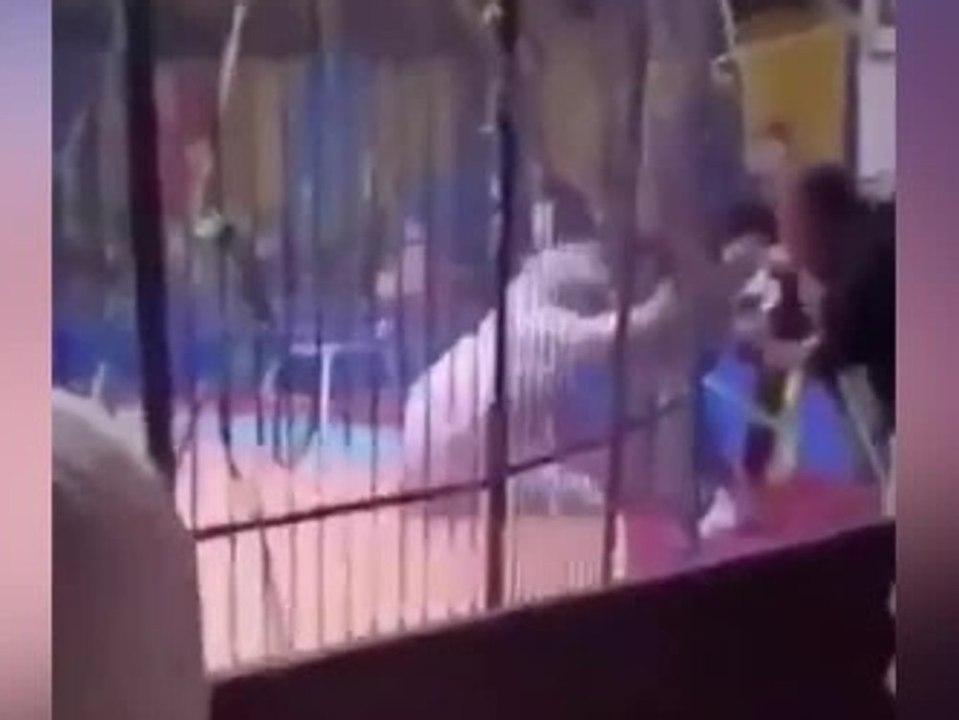 Horror im Zirkus: Tiger zerfleischt Arm von Mitarbeiter