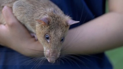 Una rata gigante, premio Guinness por detectar más de 120 minas antipersona