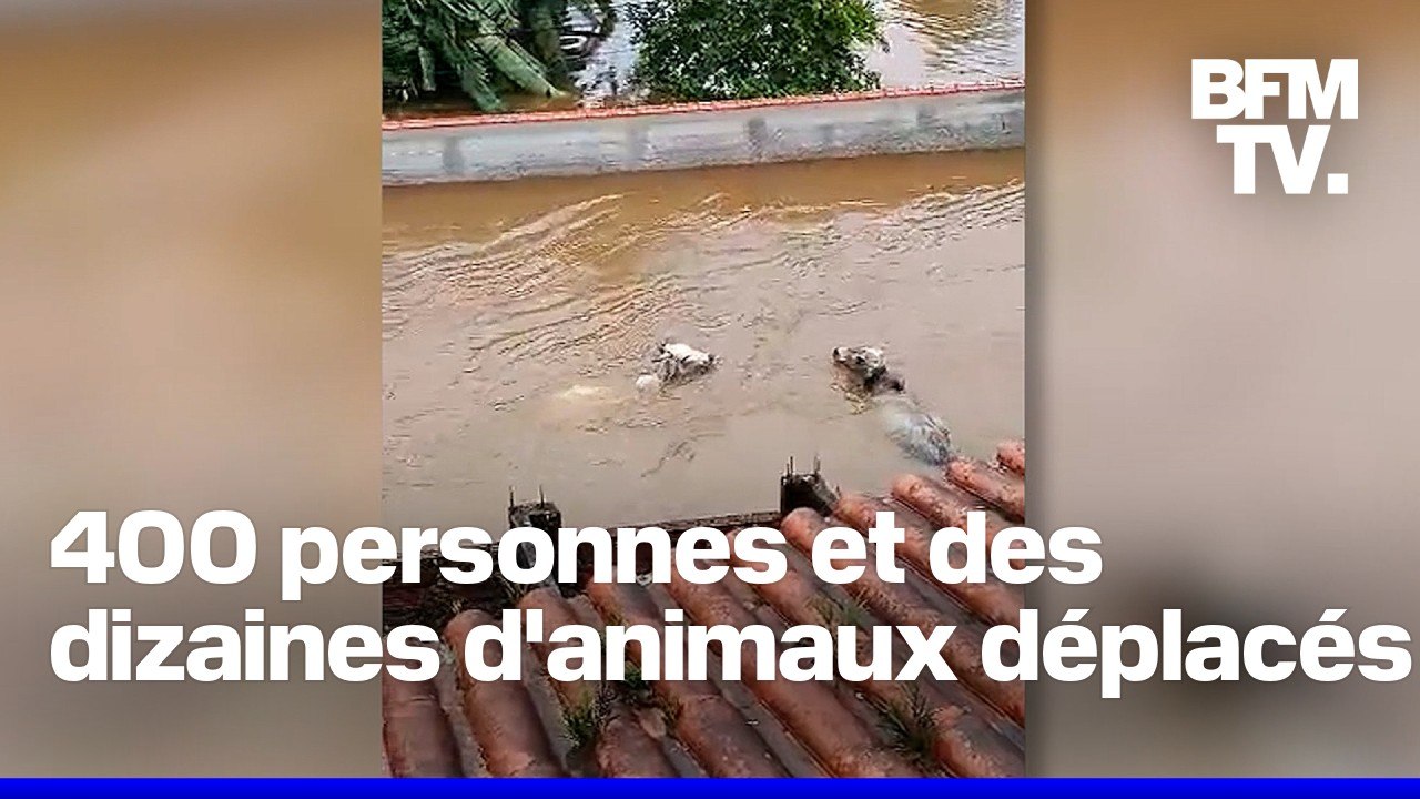 Inondations au Brésil: des vaches emportées par les eaux