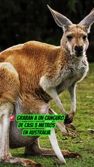 VIDEO: ¡Impactante avistamiento! Canguro gigante podría superar los 2.5 metros de altura