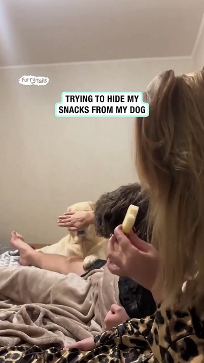 Dog stares at owner with food
