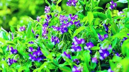 Çam Dağı'na ilkbaharın renkleri hakim oldu