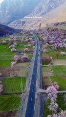 Cherry Blossoms ___Sakardu🇵🇰