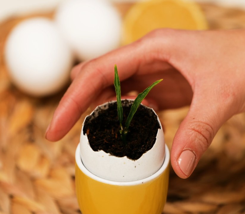 Simple and effective ways to grow fresh food on your windowsill!