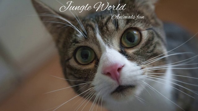 Funny Animals with People – Beautiful Parrots, Cats, Puppies, Dogs & More! 😂 – Part 12 | Jungle World #FunnyAnimals #AnimalVideos #CuteAndFunny #JungleWorld #PetLovers #AnimalsWithHumans #FunnyPets #AnimalLovers #PuppiesAndKittens #ViralAnimals #FunnyCat