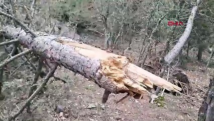 Ağaçlar zorlu kış şartlarına dayanamadı