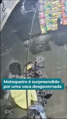 VIDEO: Una vaca atropelló a un motociclista en plena calle y se dio a la ‘fuga’