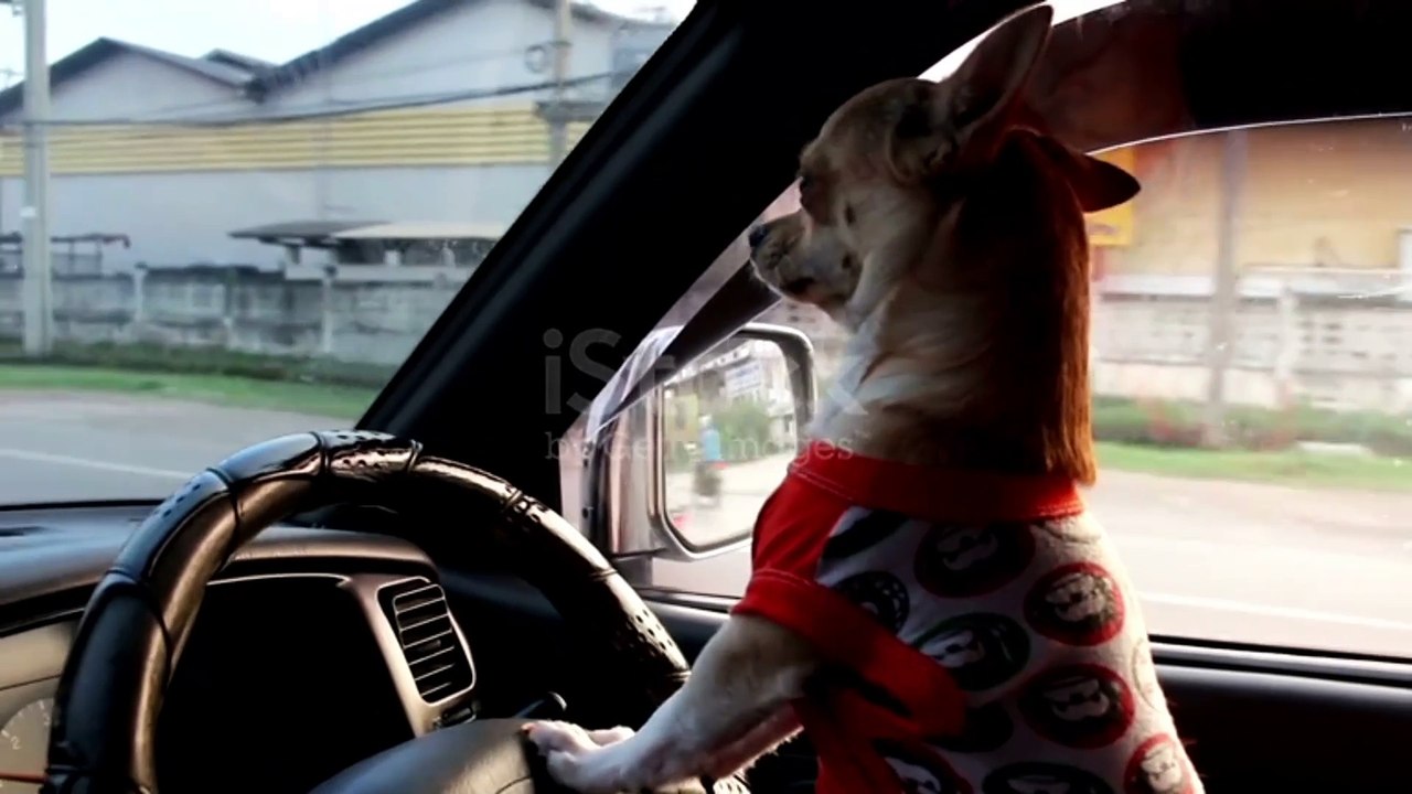 Dog driving car