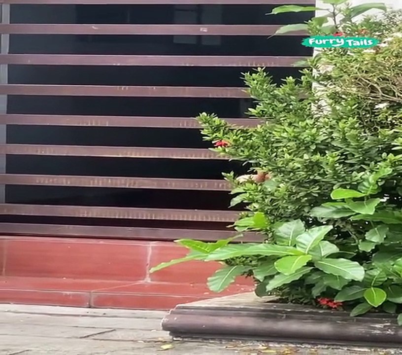 Lach dich schlapp mit Lustige Pfoten Ч. 59