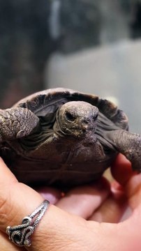 Tartaruga centenária dá as boas-vindas a quatro crias (pela primeira vez)