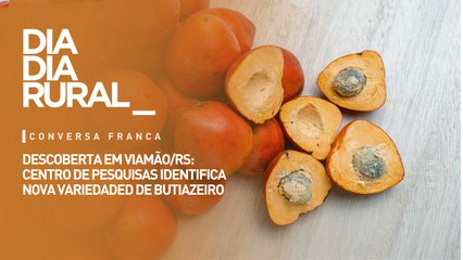 Descoberta em Viamão/RS: Centro de pesquisas identifica nova variedaded de butiazeiro.