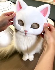 🌟 Welcome to the purr-fect world of #CatsofInstagram! 🐾😊 Get ready to em