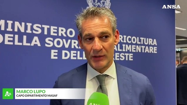 Vinitaly, Ismea: l'Italia dei vini vale 14 miliardi