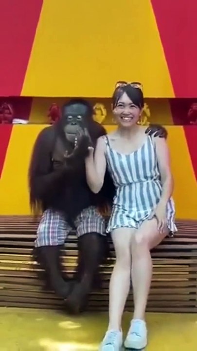 Ce singe sait prendre la pose pour les photos... grande classe