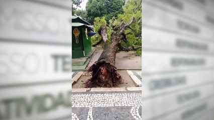 Árvore tomba próximo ao Theatro da Paz em Belém