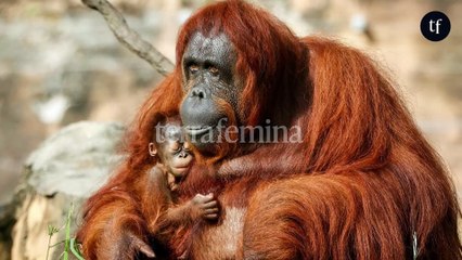 "Rasée, lavée et parfumée" : l'histoire effroyable de ces orangs-outans prostituées en Asie