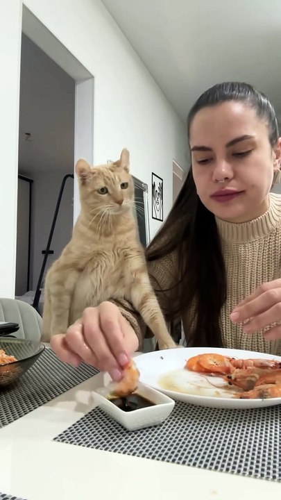 Saleemoffical presentation - me too is waiting to eat #cat