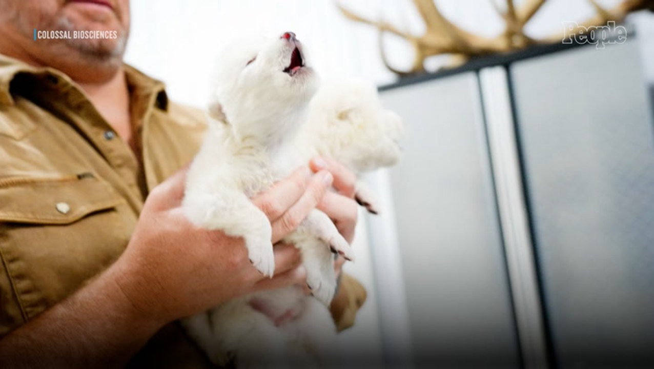 Dire Wolves Return from Extinction: How Ancient DNA Is Bringing the Game of Thrones-Famous Puppies Back to Life