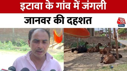 इटावा जिले के शीतलपुर गांव में लकड़बग्घे की दहशत, ग्रामीणों में फैला डर