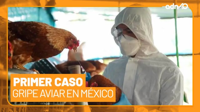 ¿Gripe aviar en México? Reportan el primer caso en el país