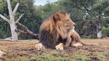 The King Is Here | Der König ist da #Lion #löwe #