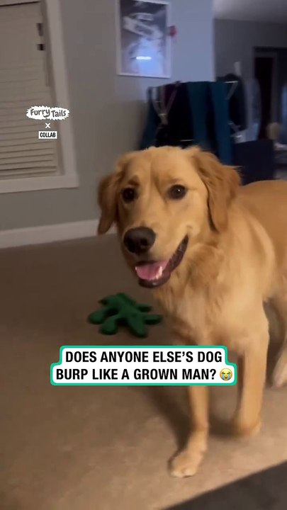 Dog burps loud in front of human