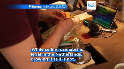 Dutch cannabis growers welcome expansion of scheme to legalise sales