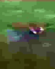 ¿Avistan tiburones en el río Grijalva en Villahermosa?