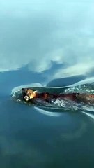 O que se sabe sobre raro vídeo com onças “passeando” na Baía da Babitonga em SC