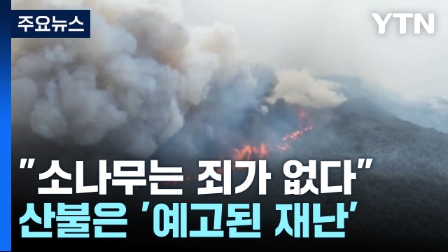소나무는 죄가 없다 ...산불은 '예고된 재난' / YTN