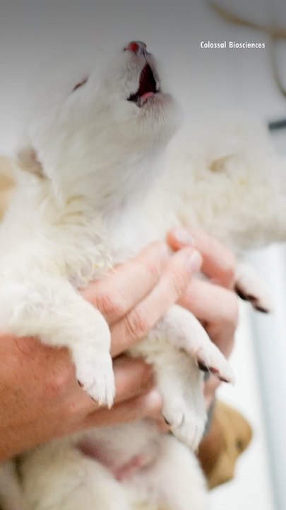 Dire Wolves Return from Extinction: How Ancient DNA Is Bringing the Game of Thrones-Famous Puppies Back to Life