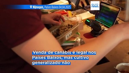 Produtores de canábis neerlandeses congratulam-se com expansão do regime de venda legal