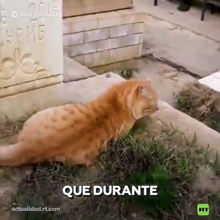 Gato 'Hachiko'