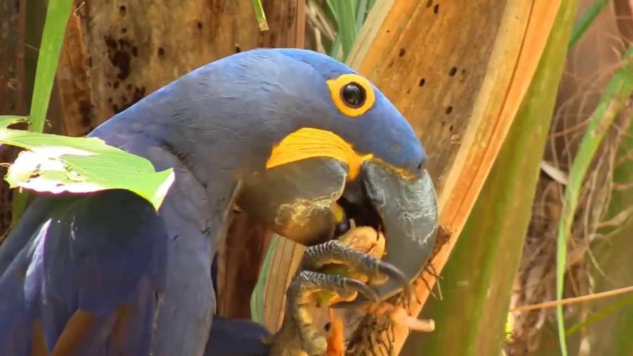 Colorful birds