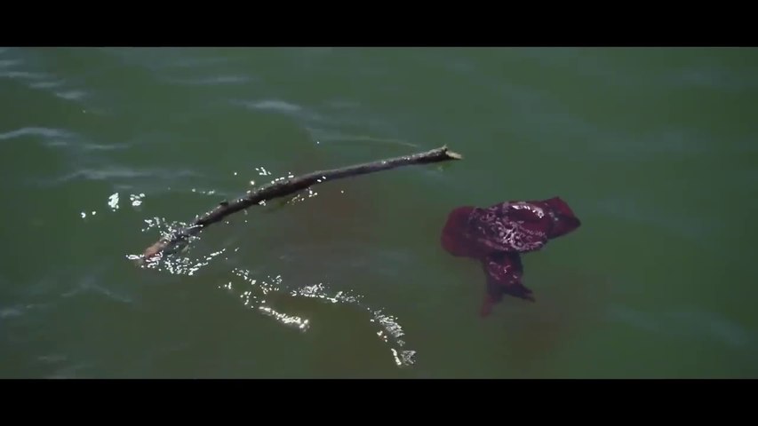 New hollywood movies a shark sea SHARKS HORROR MOVIE