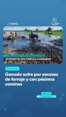 Ganado sufre por escasez de forraje y con pésimos caminos