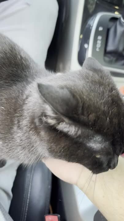 Stray Cat Jumps Inside Car and Sits on Driver's Lap