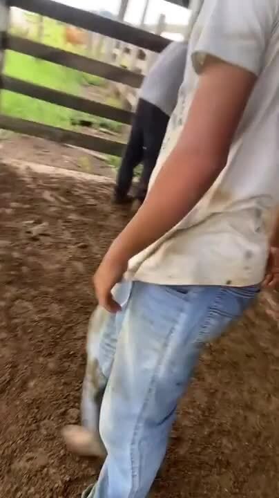 Calf Hits Guy While Jumping Over Him to Run Out