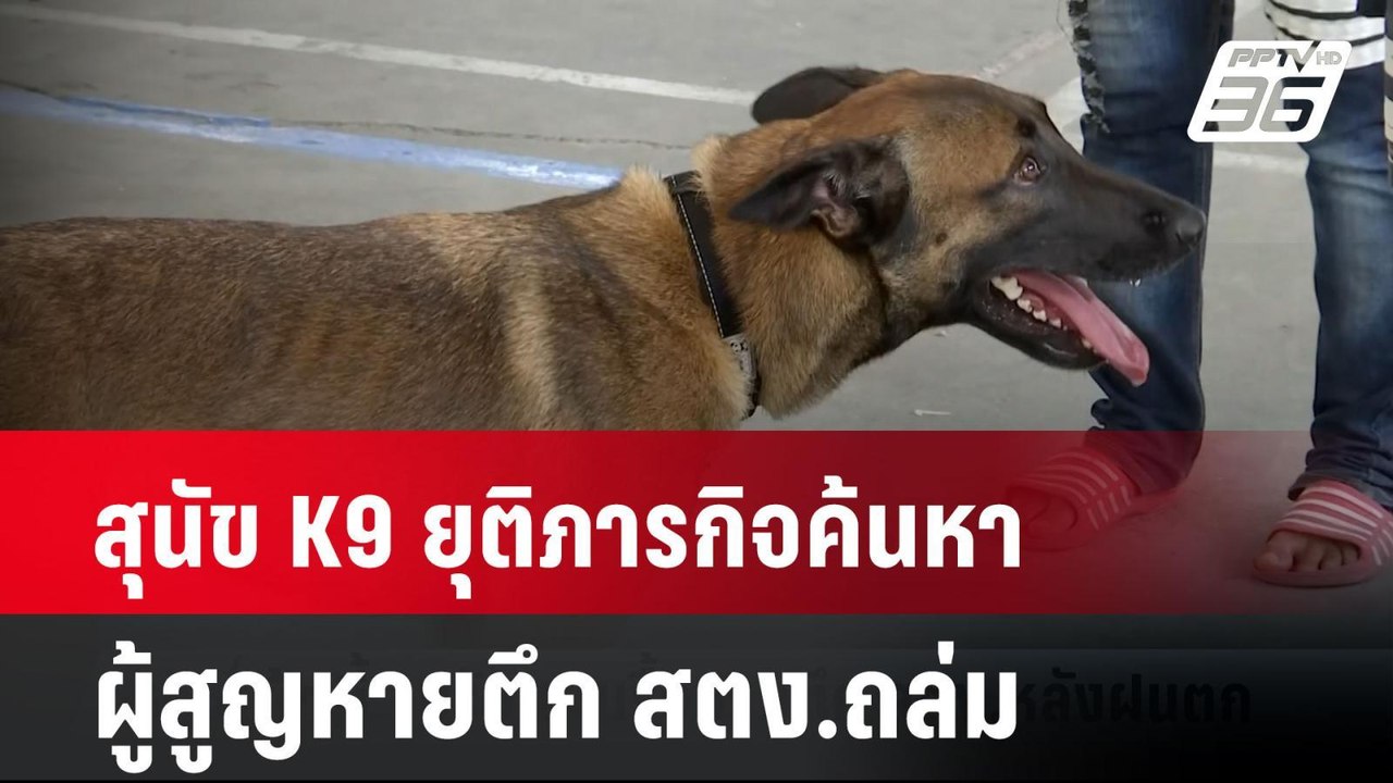สุนัข K9 ยุติภารกิจค้นหาผู้สูญหายตึก สตง.ถล่ม  | โชว์ข่าวเช้านี้  |  8 เม.ย. 68
