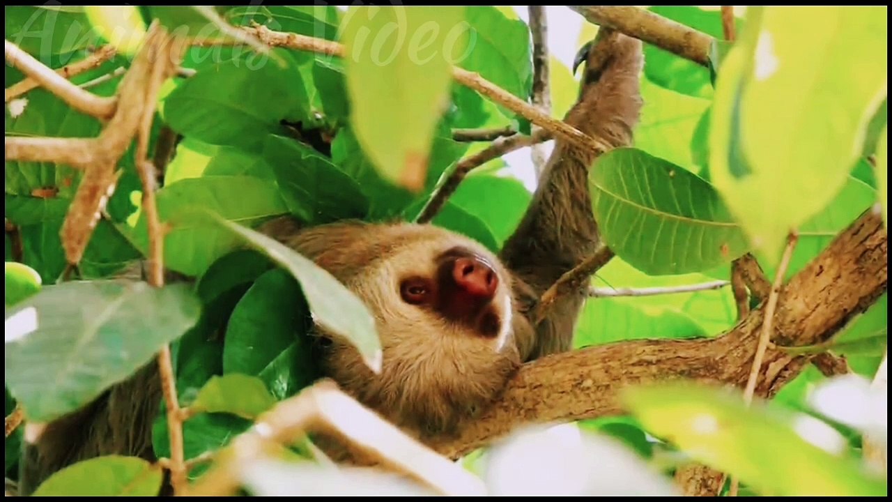 Animals so beautiful and wari