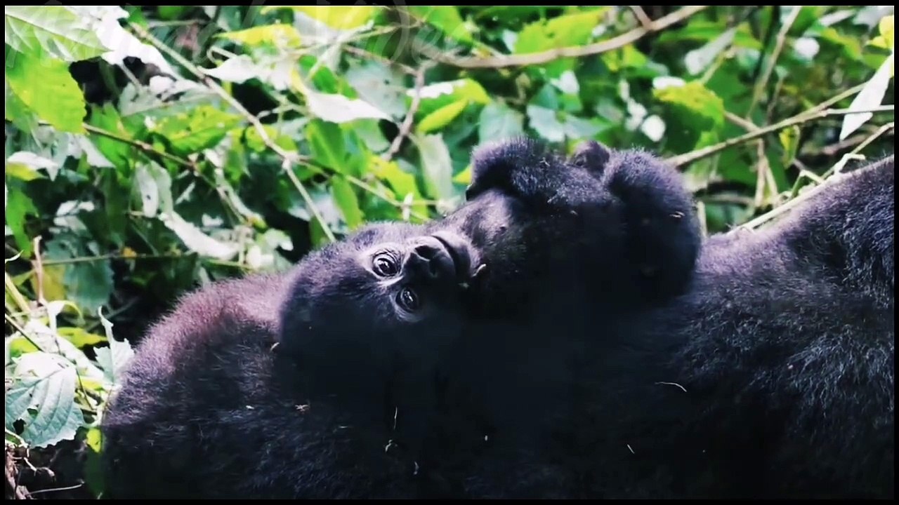 Animals ali