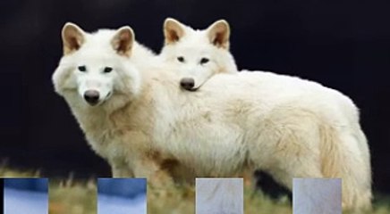 Scientists say they have resurrected the dire wolf