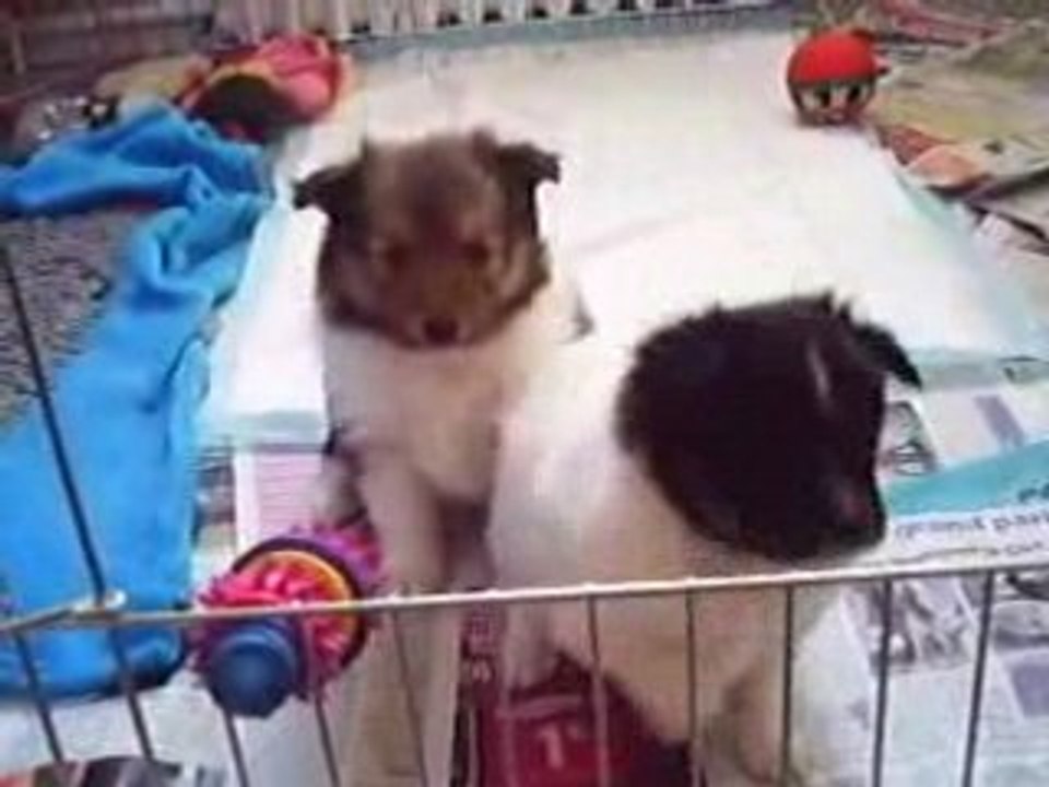 jeu de chiot