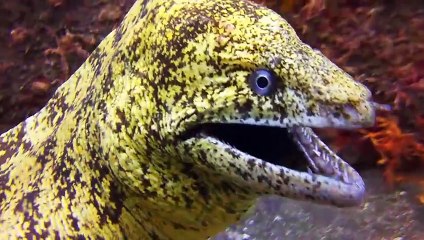 Unbelievable Sea creature attack human being