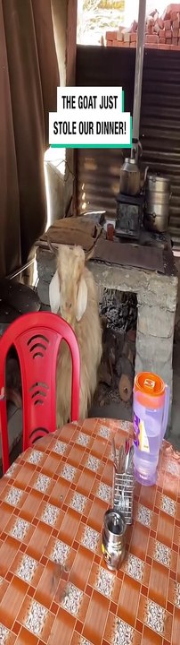 Lach dich schlapp mit Lustige Pfoten Ч. 61